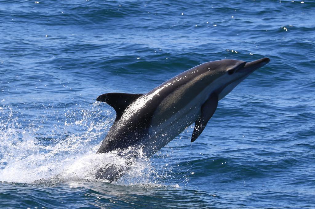 Whaletale Apartment De Kelders Exterior foto
