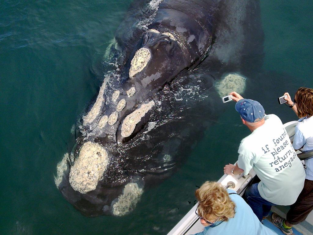Whaletale Apartment De Kelders Exterior foto